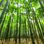 Bamboo Tree Forest on a Sunny Day