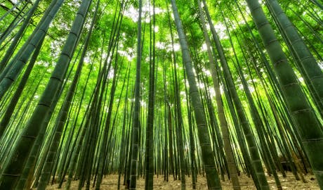 Bamboo Tree Forest on a Sunny Day